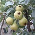 Pyrus glabra